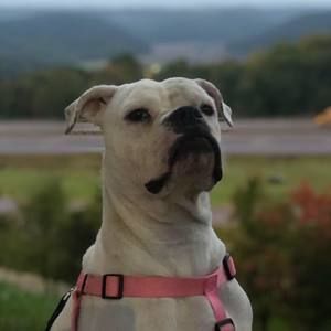 Meet your Posher, Tj